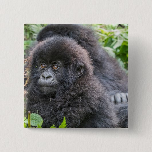 Baby Mountain Gorilla Button (Vorderseite)