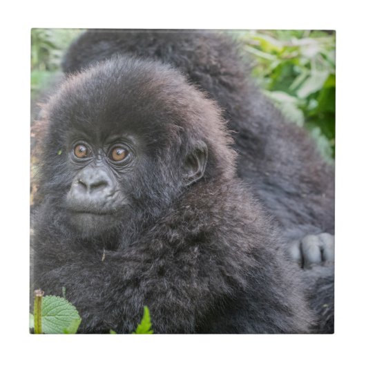 Baby Mountain Gorilla Fliese (Vorderseite)