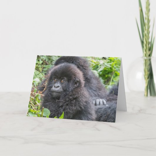 Baby Mountain Gorilla Karte (Vorderseite)
