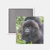 Baby Mountain Gorilla Magnet (Vorderseite/Rückseite)