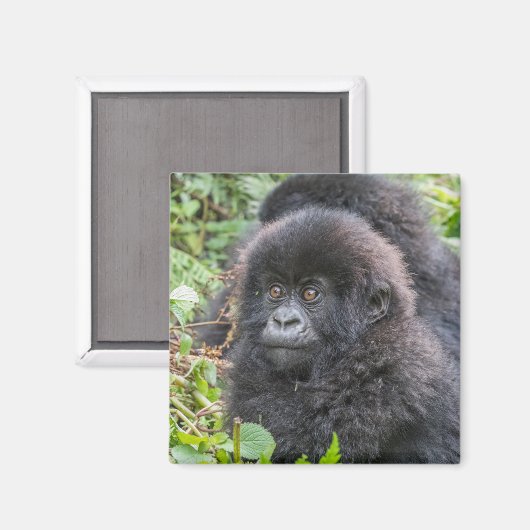 Baby Mountain Gorilla Magnet (Vorderseite/Rückseite)