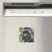Baby Mountain Gorilla Magnet (In Situ (Geschirrspüler))