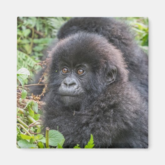 Baby Mountain Gorilla Magnet (Vorne)