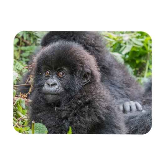 Baby Mountain Gorilla Magnet (Horizontal)