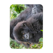 Baby Mountain Gorilla Magnet (Vertikal)