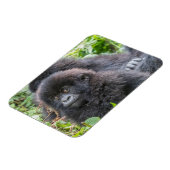 Baby Mountain Gorilla Magnet (Linke Seite)