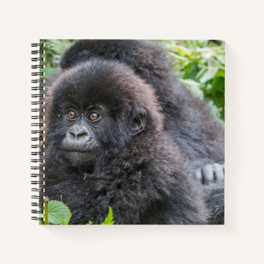 Baby Mountain Gorilla Notizblock (Vorderseite)