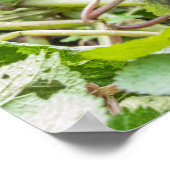 Baby Mountain Gorilla Poster (Ecke)