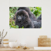 Baby Mountain Gorilla Poster (Küche)