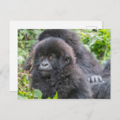 Baby Mountain Gorilla Postkarte (Vorne/Hinten)