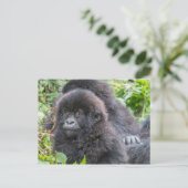 Baby Mountain Gorilla Postkarte (Stehend Vorderseite)