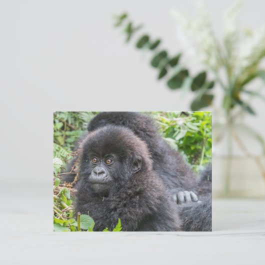 Baby Mountain Gorilla Postkarte (Stehend Vorderseite)