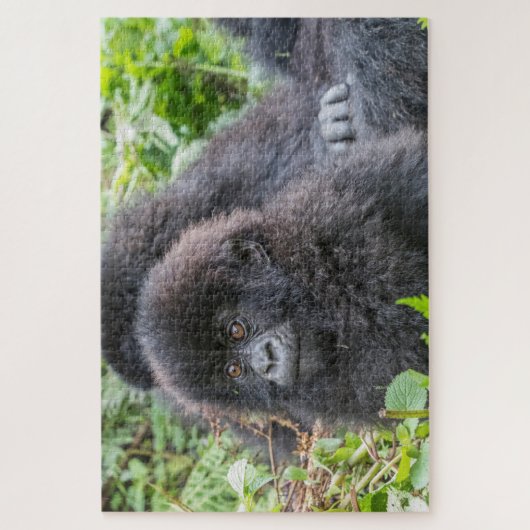 Baby Mountain Gorilla Puzzle (Vertikal)