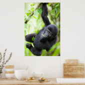 Baby Mountain Gorilla Spielen im Regenwald Poster (Küche)