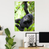 Baby Mountain Gorilla Spielen im Regenwald Poster (Heimbüro)