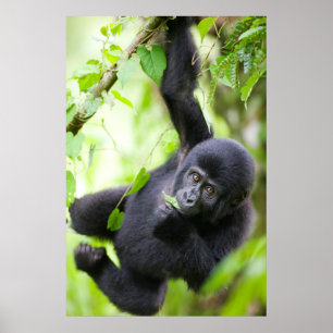 Baby Mountain Gorilla Spielen im Regenwald Poster