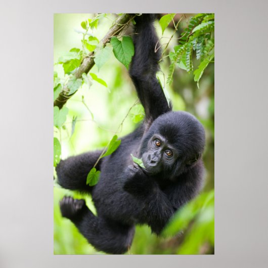 Baby Mountain Gorilla Spielen im Regenwald Poster (Vorne)