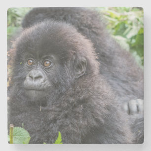 Baby Mountain Gorilla Steinuntersetzer
