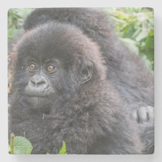 Baby Mountain Gorilla Steinuntersetzer (Vorderseite)