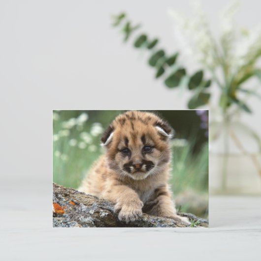 Baby Mountain Lion Cub Postkarte (Stehend Vorderseite)