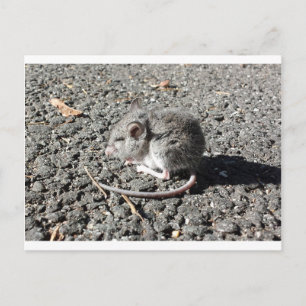 Baby Mouse Postkarte