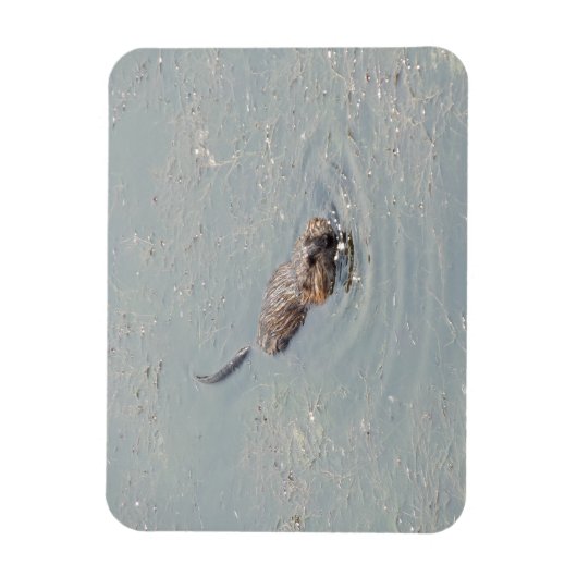 Baby Muskrat Flexible Foto Magnet (Vertikal)