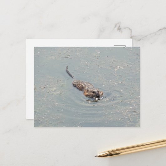 Baby Muskrat Postkarte (Vorderseite/Rückseite Beispiel)