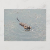 Baby Muskrat Postkarte (Vorderseite)