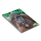 Baby-Orang-Utan mit Mutter-Notizbuch Notizblock (Rechte Seite)