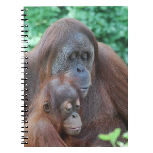 Baby-Orang-Utan mit Mutter-Notizbuch Notizblock (Vorderseite)