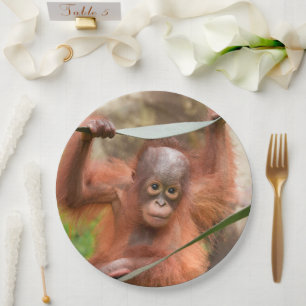Baby Orang-Utan Verbindung Pappteller