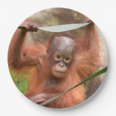 Baby Orang-Utan Verbindung Pappteller (Vorderseite)