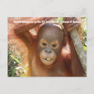 Baby Orangutan Foto (Donald) Postcard Postkarte