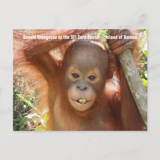 Baby Orangutan Foto (Donald) Postcard Postkarte (Vorderseite)
