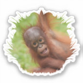Baby Orangutan Joy Aufkleber (Vorderseite)