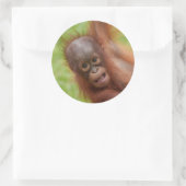 Baby Orangutan Joy Runder Aufkleber (Tasche)