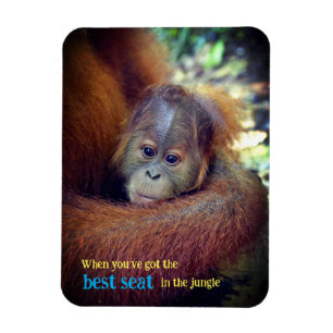 Baby Orangutan Magnet
