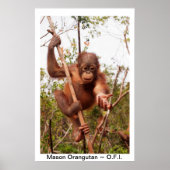 Baby Orangutan Mason Poster (Vorne)