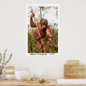 Baby Orangutan Mason Poster (Küche)