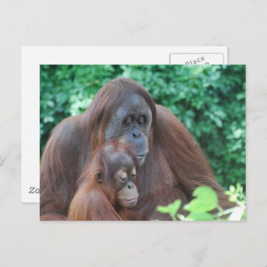 Baby Orangutan mit Mutter Postkarte (Vorne/Hinten)