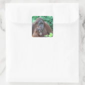 Baby Orangutan mit Mutterklebern Quadratischer Aufkleber (Tasche)