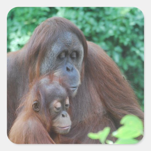 Baby Orangutan mit Mutterklebern Quadratischer Aufkleber (Vorderseite)