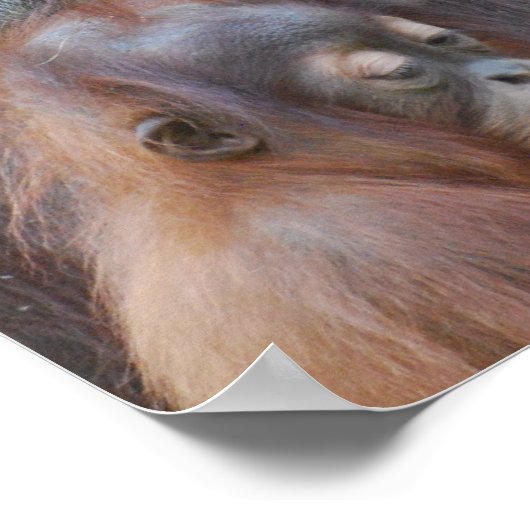 Baby Orangutan mit Mutterplakat Poster (Ecke)