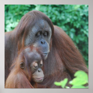 Baby Orangutan mit Mutterplakat Poster