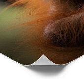 Baby Orangutan Poster (Ecke)