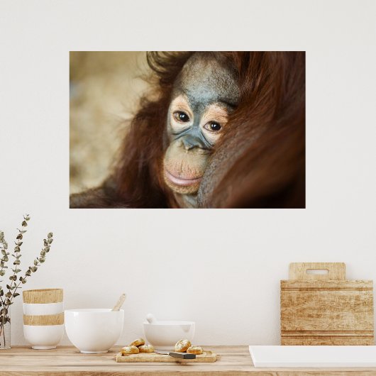 Baby Orangutan Poster (Küche)