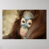 Baby Orangutan Poster (Vorne)