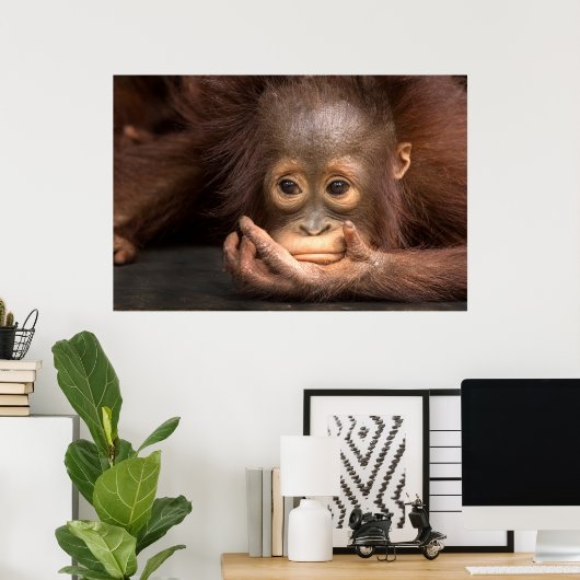 Baby Orangutan Reston On Hand Poster (Heimbüro)