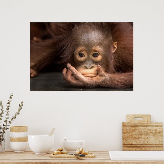 Baby Orangutan Reston On Hand Poster (Küche)
