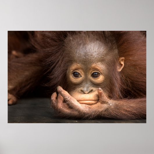 Baby Orangutan Reston On Hand Poster (Vorne)